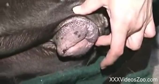 Dude fingering dog pussy before plowing it brutally.