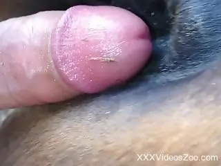 Mare pussy being explored by a hard human cock