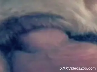 Sweaty closeups focusing on hardcore zoophilic gape
