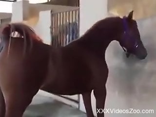 Horse is ready to strut its stuff and get fucked