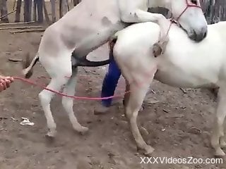 White stallion fucking a white mare from behind