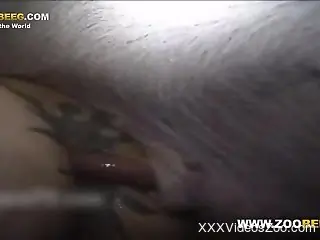 Pig with a perfect cock terrorizing her butthole