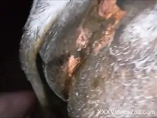Dude fucks mare pussy with a carrot and eats literal shit