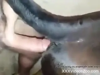 Brown animal fucked silly by a really horny dude