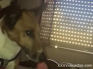 Hot penis getting pleasured in a POV dog BJ video