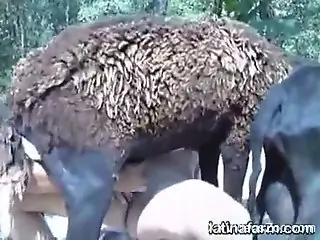 Tiny zoophile pussy getting stretched by a beast