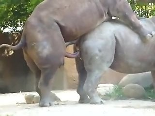 Two rhinos fucking intensely in a hot porno movie