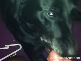 Black dog worships hard cock and takes a huge load