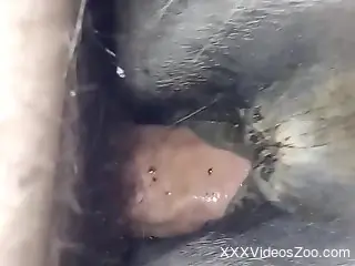 Dude using his veiny penis to punish that mare hole