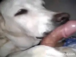 POV blowjob scene featuring a really dirty doggo