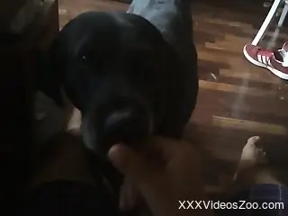 Adorable dog earns a huge facial in a POV video