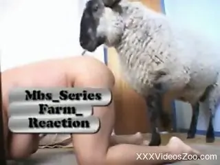 Super-curvy lady getting fucked by a hot sheep