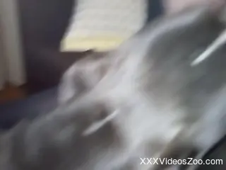 Sexy mutt going crazy in a zoophile cunnilingus video
