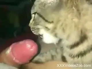 Sexy kitty licking all over that disgusting cock