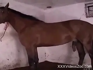 Blonde masturbates to a horse's huge growing cock