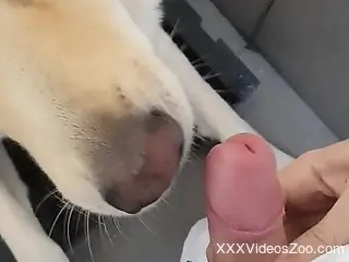 Sexy animal worships a guy's nice cock in POV