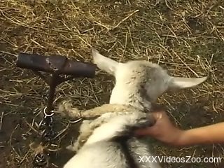 Dude cannot wait to fuck goat pussy in front of his GF