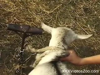 Dude cannot wait to fuck goat pussy in front of his GF