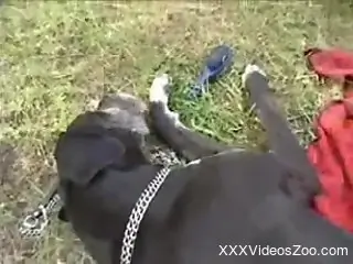 Brunette deepthroating a dog's dick for the camera