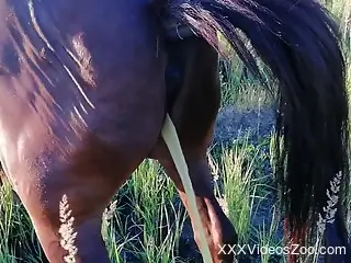 Attractive horse pissing or squirting in a hot porno