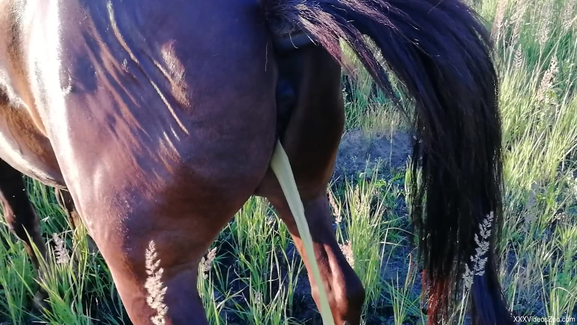 Horse Porn Squirt - Attractive horse pissing or squirting in a hot porno