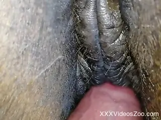 Mare's pussy gets fucked by a veiny human penis