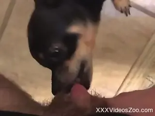 Sexy animal finally gets to suck that floppy penis