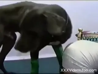 Leggy brunette dressed in white fucks a black beast