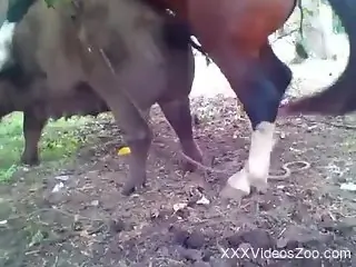 Stallion using its massive penis to fuck a hot mare