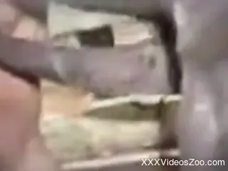 Horse penis pleasuring a very needy hole here