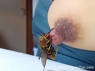 Bee fucking that nipple in its own strange way