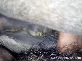 Hairy cock dude punishing a horse pussy from behind