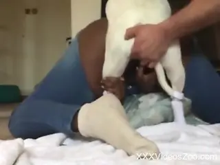 Black babe in ripped jeans fucking a white dog