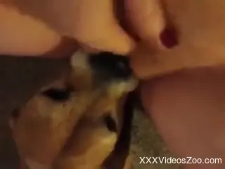 Chubby chick with a hot pussy is enjoying zoo oral