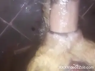 Dude destroying an animal's tight hole from behind