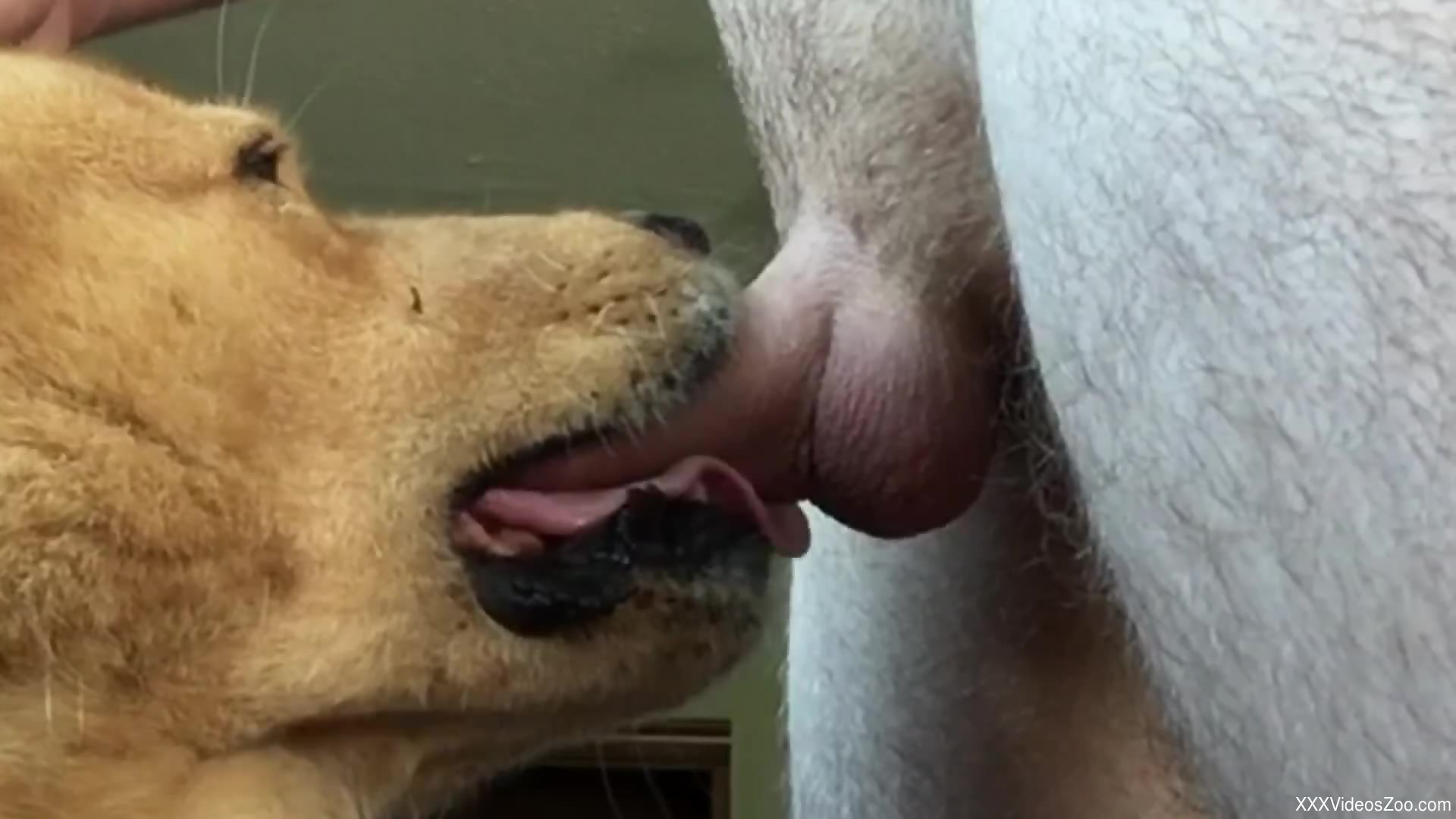 Dog licks owners cock