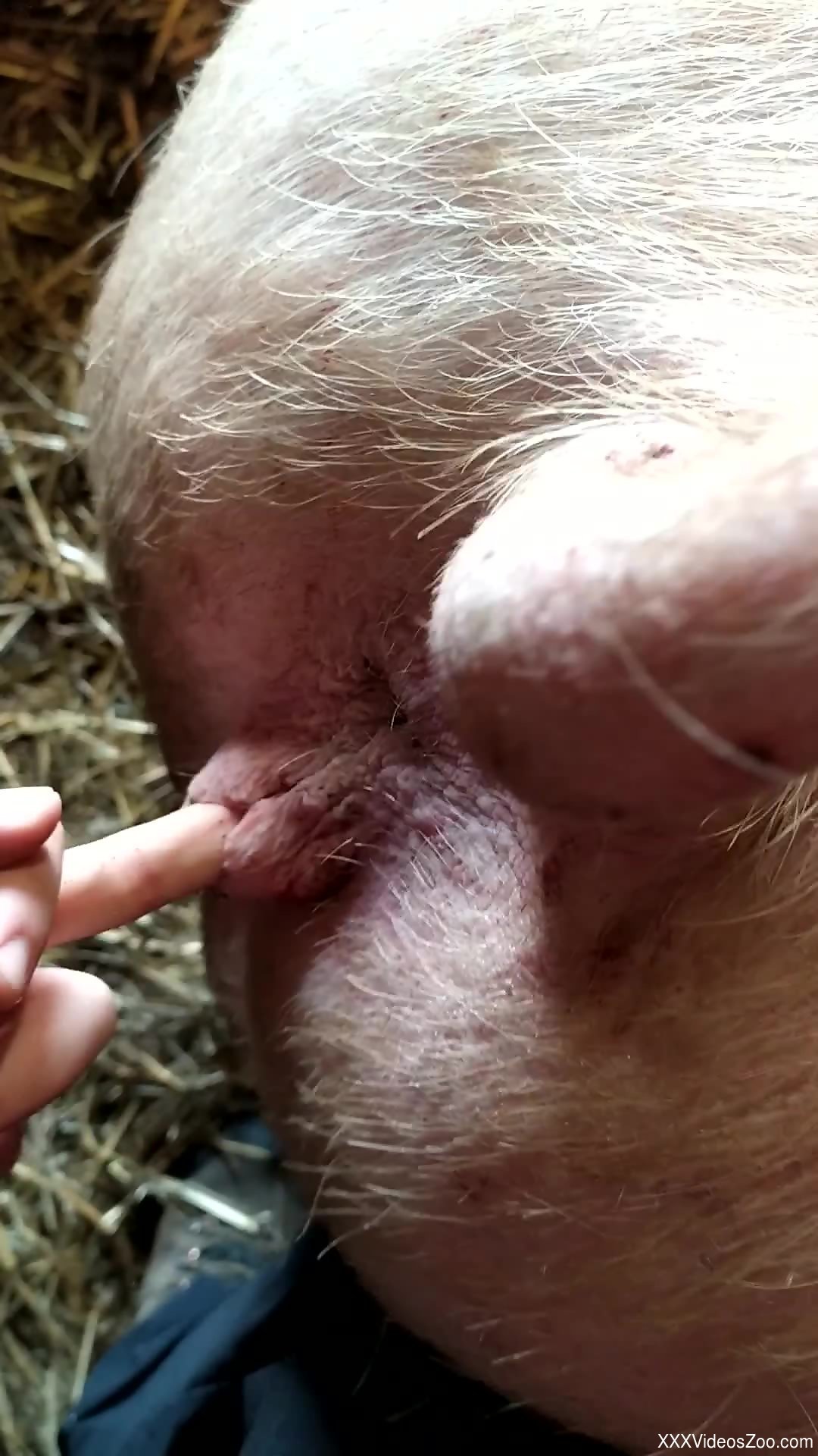 Man suits his sexual needs by fingering the pig