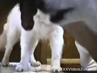 Dude lets the animal give him a sexy rimjob for the cam