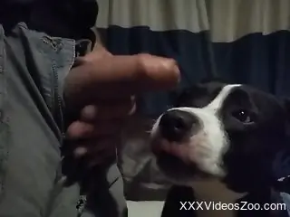 Dog sniffs and licks owner's penis when he's jerking
