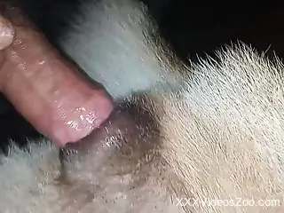 Hot bitch allows human cock to enter its tight box