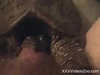 Dude has a turtle working on his meaty member in POV