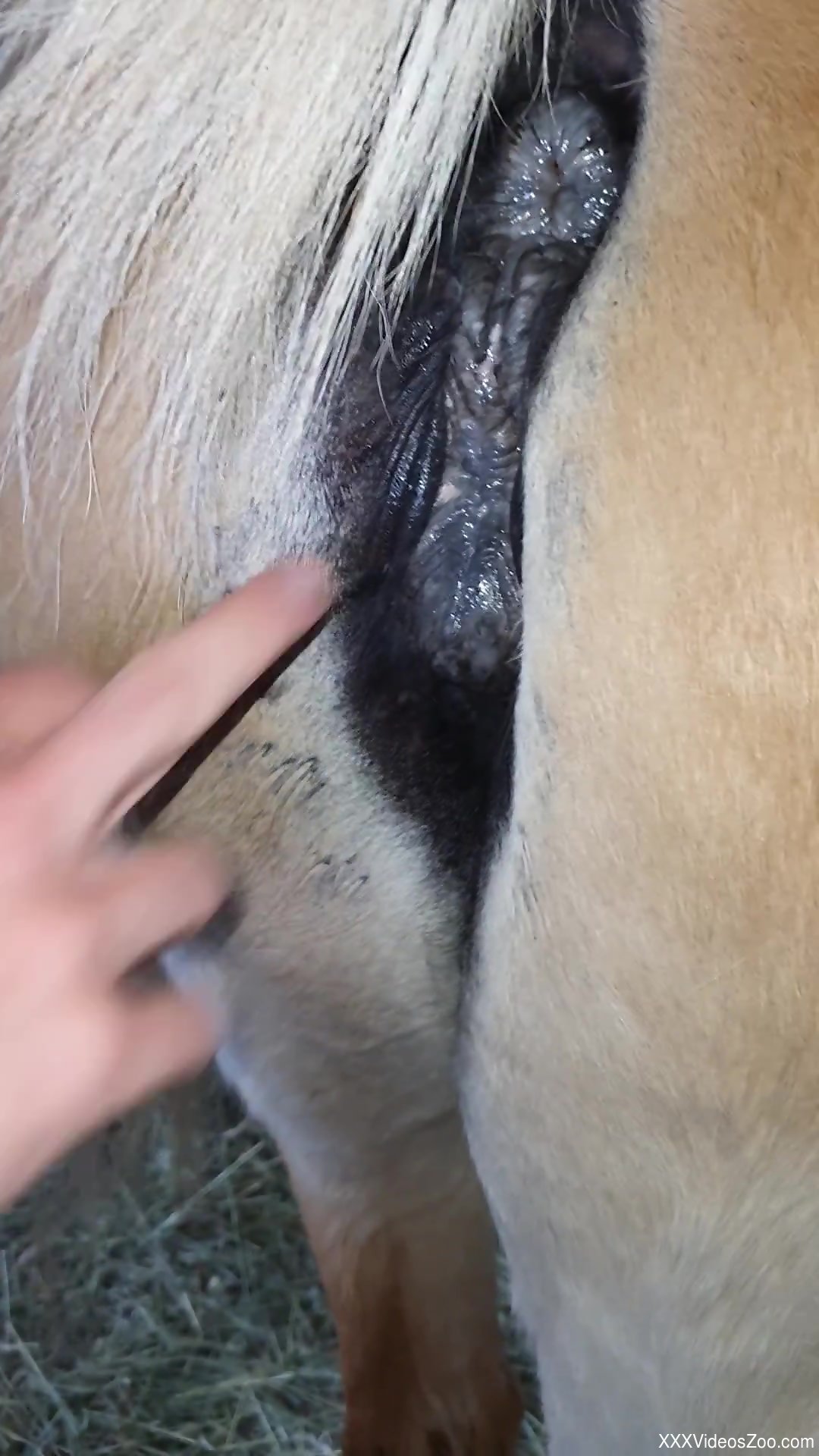 An entire hand slides into a mare pussy here