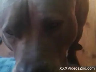 Sexy animal devouring that butthole in a POV scene
