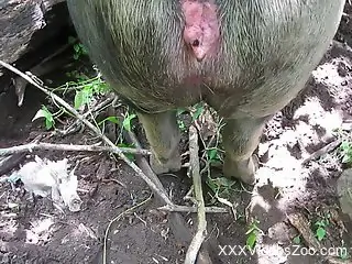 Sexy animal is going to get fucked from behind