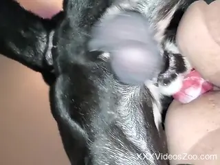 Old slut enjoys sex with a dog while filmed