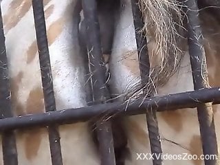 Sexy animal rubbing its huge pussy against steel