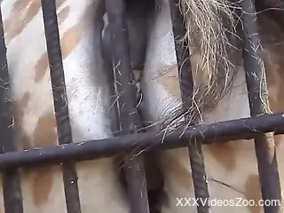 Sexy animal rubbing its huge pussy against steel