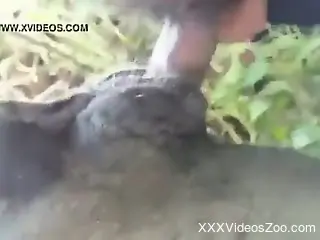 Dude is here to fuck the hot animal from behind