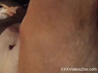 Fingering prowess with a hot animal in POV vid