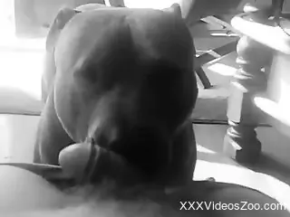 POV passion session with a dog that loves dongs